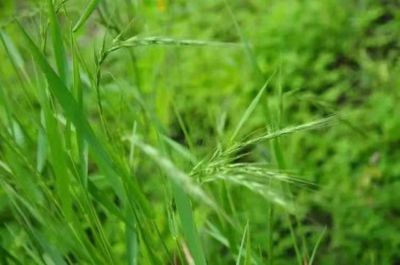 无芒雀麦牧草放牧优质草种护坡厂家一手货源