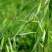 无芒雀麦牧草放牧优质草种护坡厂家一手货源