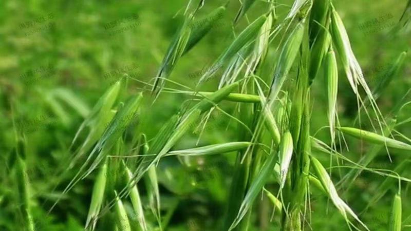 无芒雀麦牧草放牧优质草种护坡厂家一手货源
