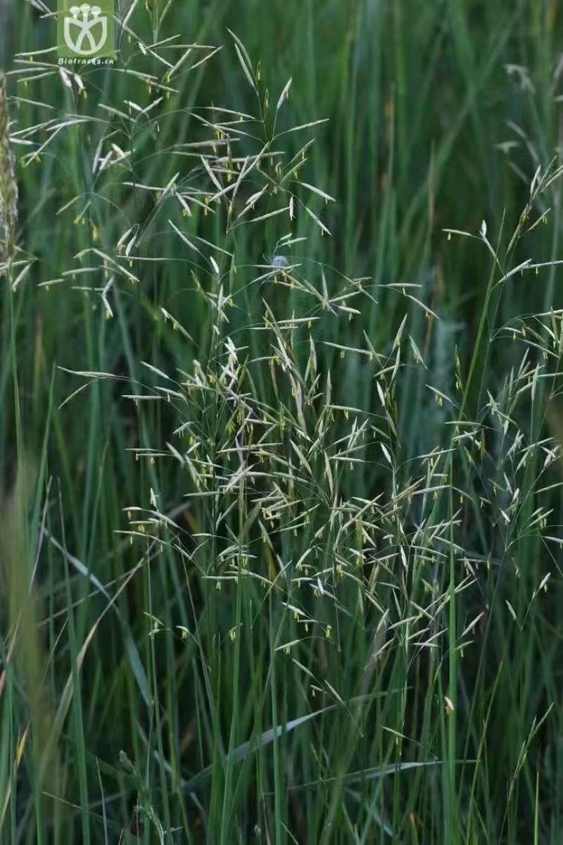 无芒雀麦牧草放牧优质草种护坡厂家一手货源