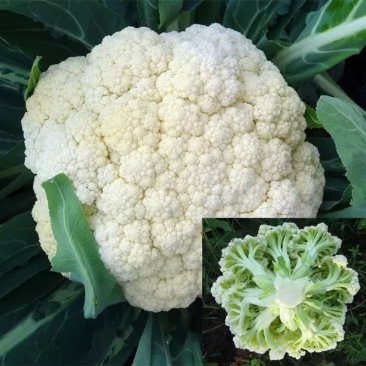 有机花菜苗子花椰菜苗松花菜苗菜花苗可视频看货