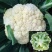 有机花菜苗子花椰菜苗松花菜苗菜花苗可视频看货