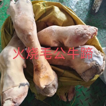 火烧毛牛蹄