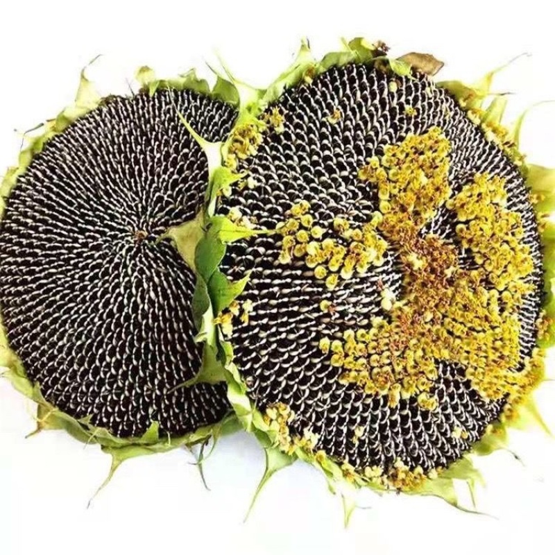 【精品】葵花万亩基地直供对接商超批发零售等