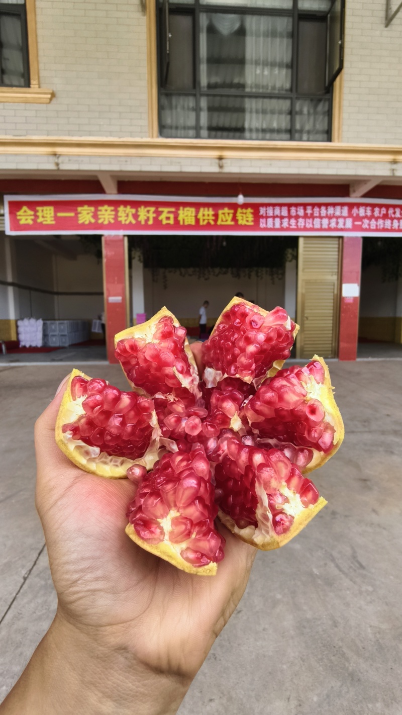 会理突尼斯软籽石榴