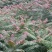红油香椿，春芽