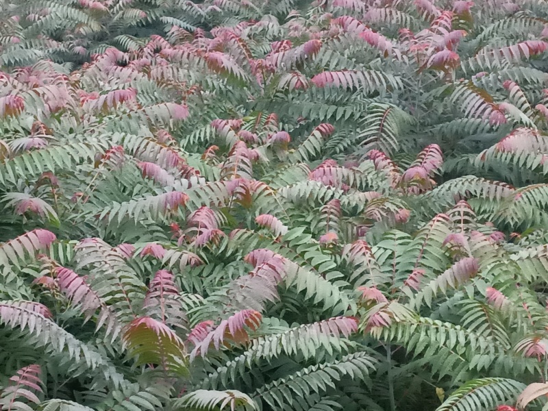 红油香椿，春芽