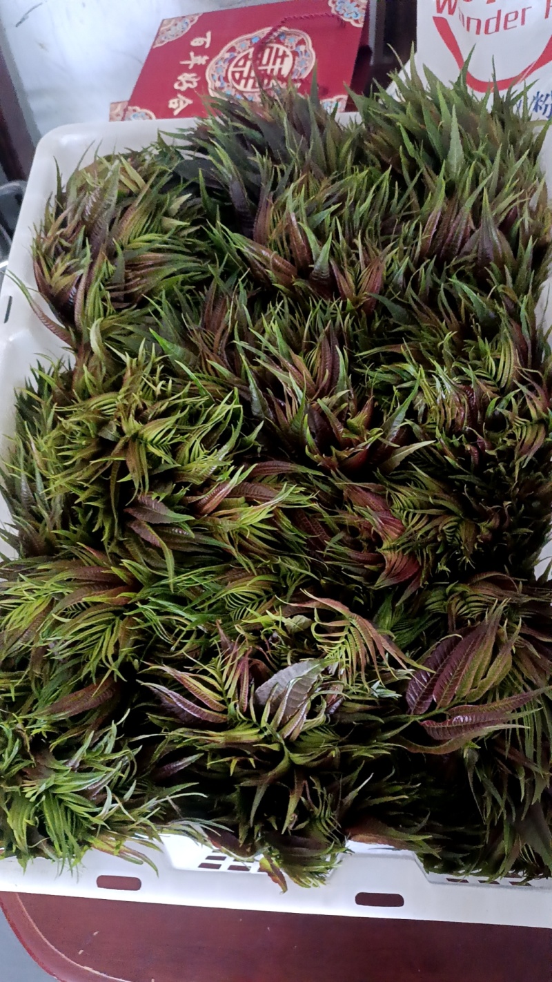红油香椿，春芽