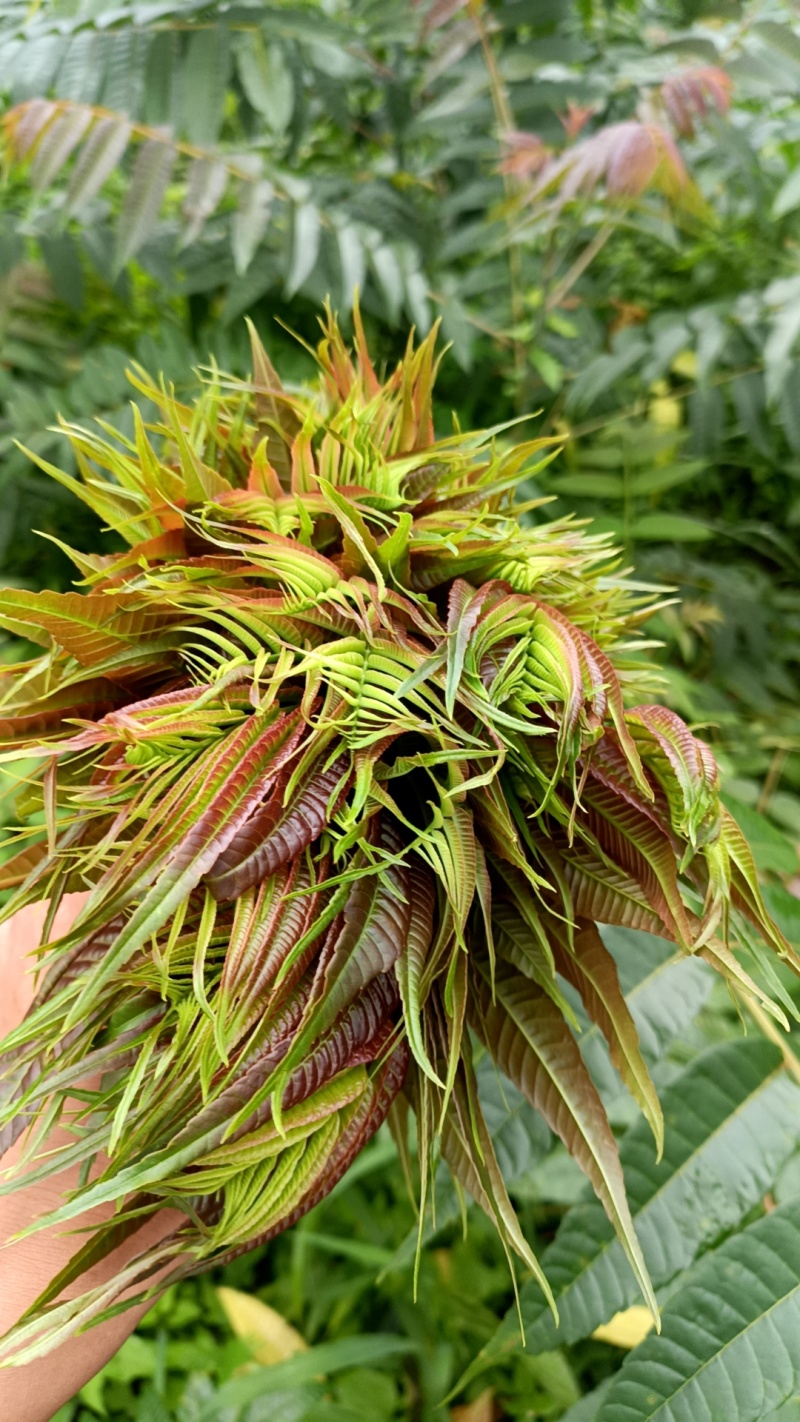 红油香椿，春芽