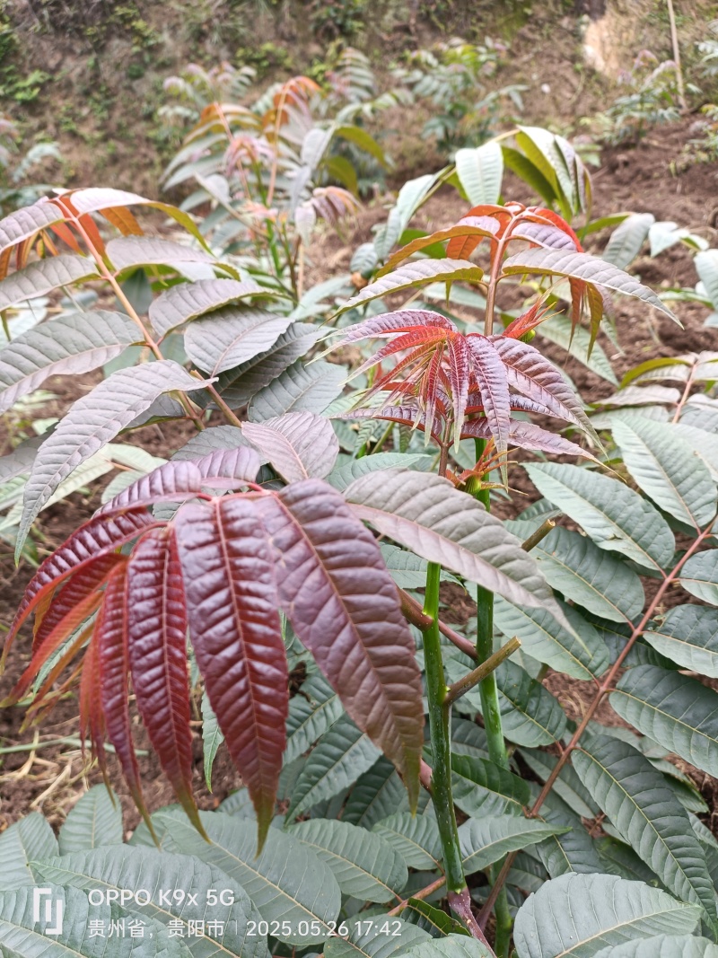 红油香椿，春芽