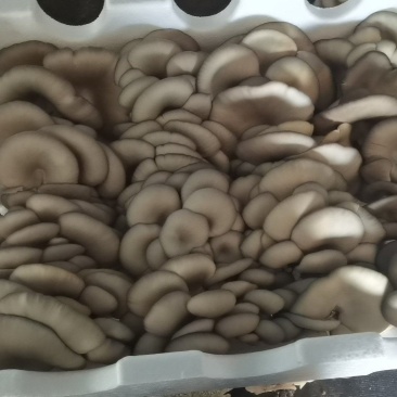 二茬大中叶精品蘑菇出售