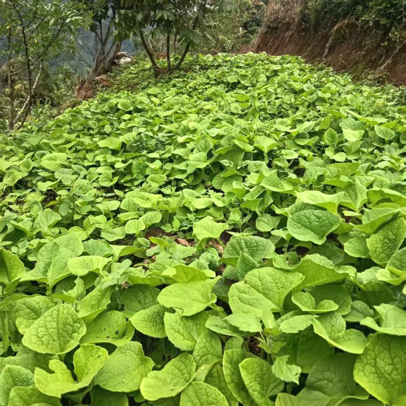 云木香中药材批发种植基地直供量大价优欢迎咨询看货