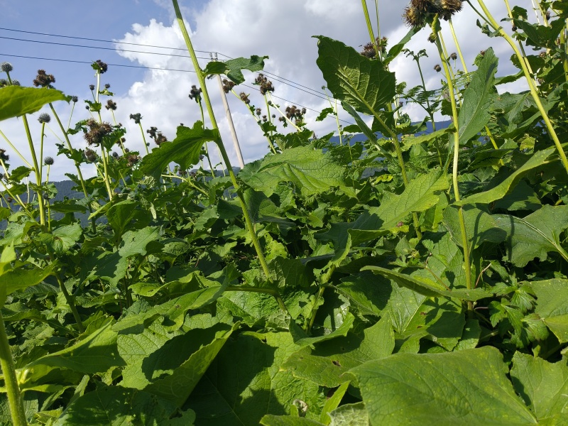 云木香中药材批发种植基地直供量大价优欢迎咨询看货