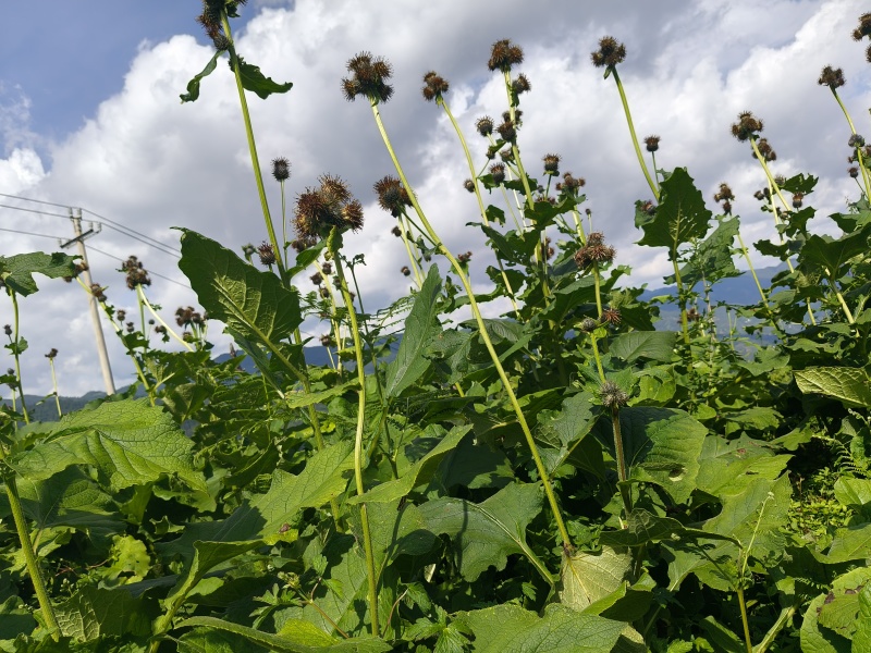 云木香中药材批发种植基地直供量大价优欢迎咨询看货