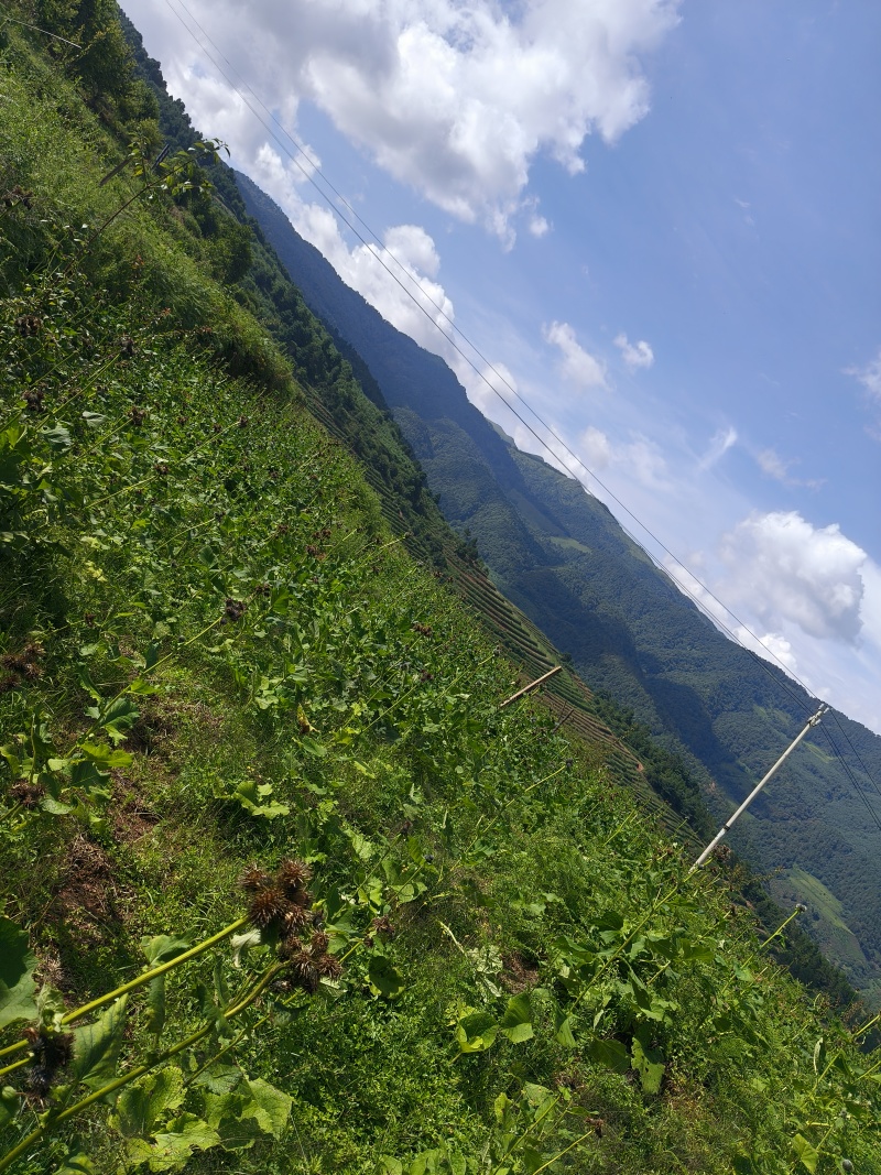 云木香中药材批发种植基地直供量大价优欢迎咨询看货