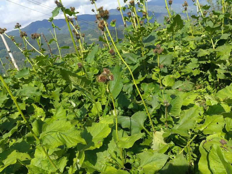 云木香中药材批发种植基地直供量大价优欢迎咨询看货