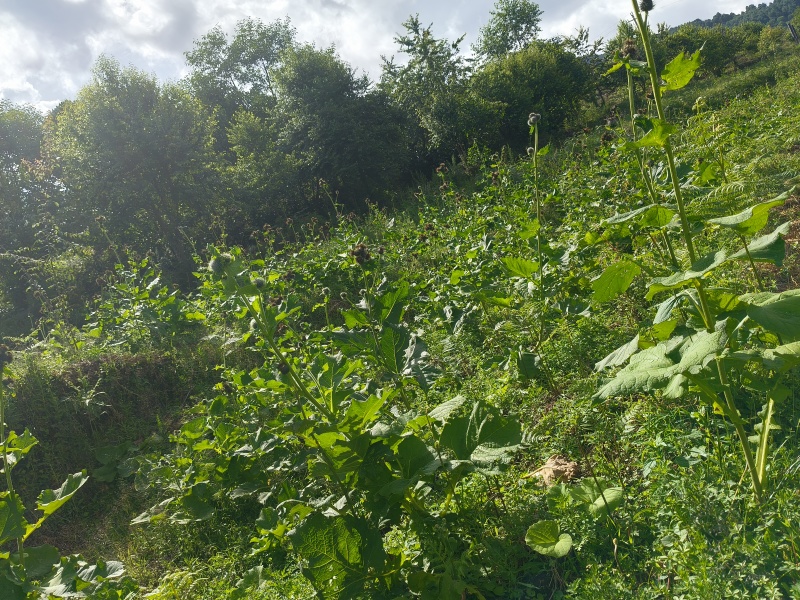 云木香中药材批发种植基地直供量大价优欢迎咨询看货