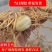 玉竹新鲜现挖正宗玉竹连州星子玉竹