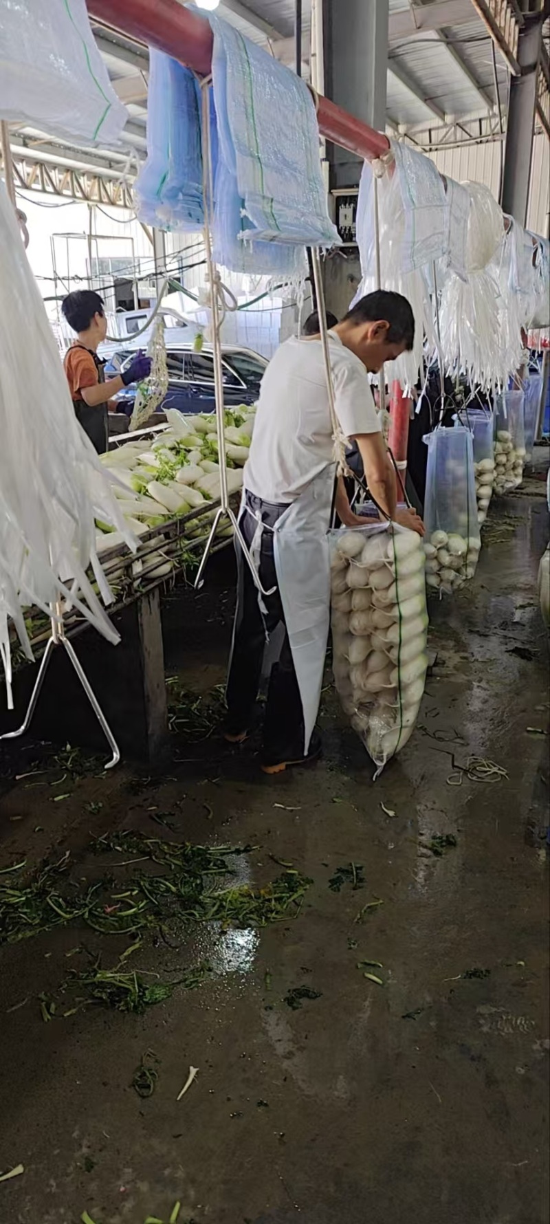萝卜水果萝卜高山产地一手货源青萝卜