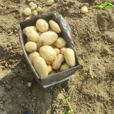 精品黄心土豆