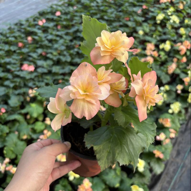 海棠花好看好养开花系列室内阳台庭院种植
