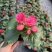 海棠花好看好养开花系列室内阳台庭院种植