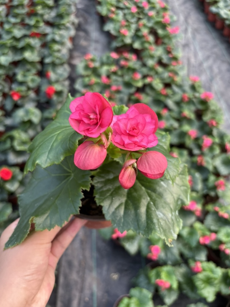 海棠花好看好养开花系列室内阳台庭院种植