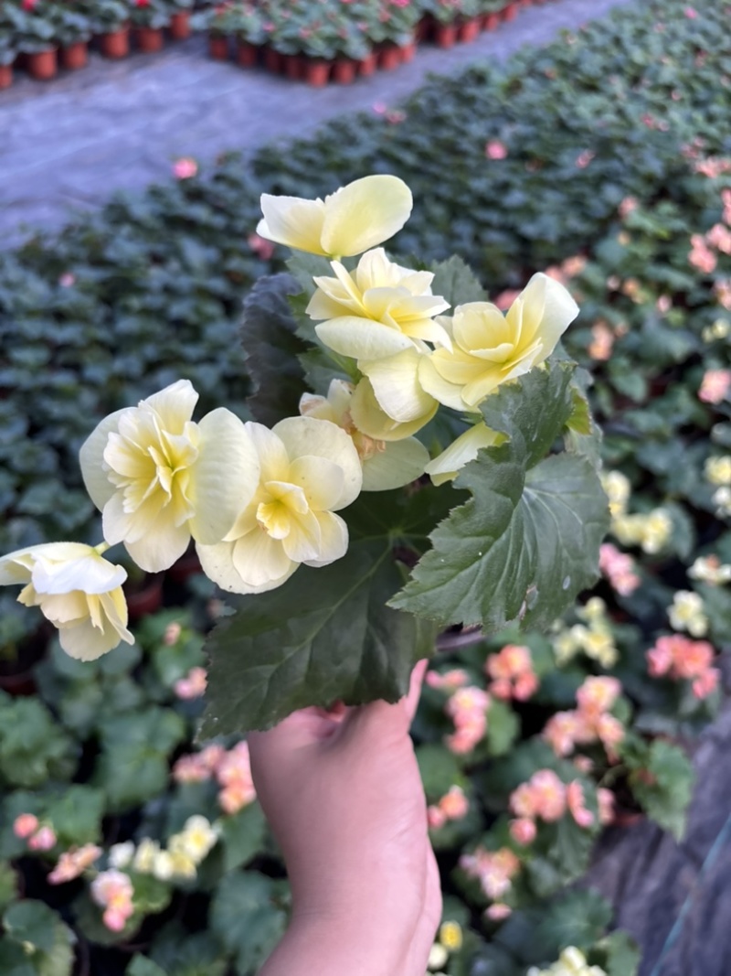 海棠花好看好养开花系列室内阳台庭院种植