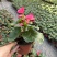 海棠花好看好养开花系列室内阳台庭院种植