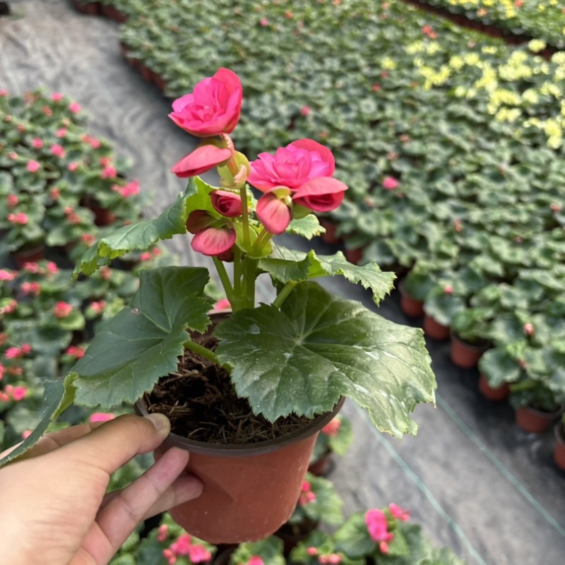 海棠花好看好养开花系列室内阳台庭院种植