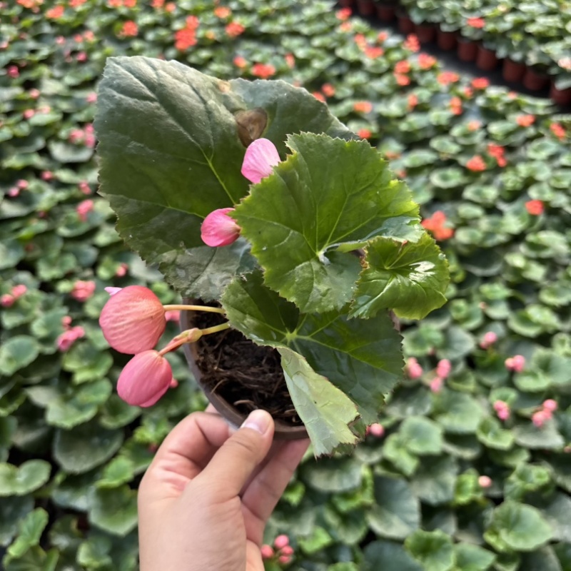 海棠花好看好养开花系列室内阳台庭院种植