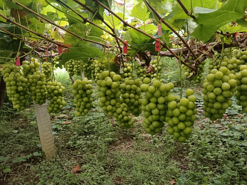 山东阳光玫瑰葡萄，产地一手货.颗粒均匀，口感脆甜.发全国