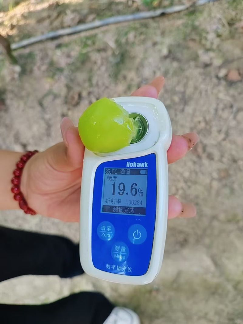 阳光玫瑰葡萄产地一手货源.口感香甜.欢迎老板来电下单