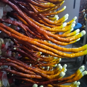 鹿角灵芝