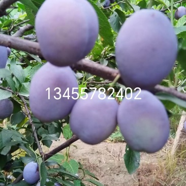 5万斤西梅蓝蜜女神