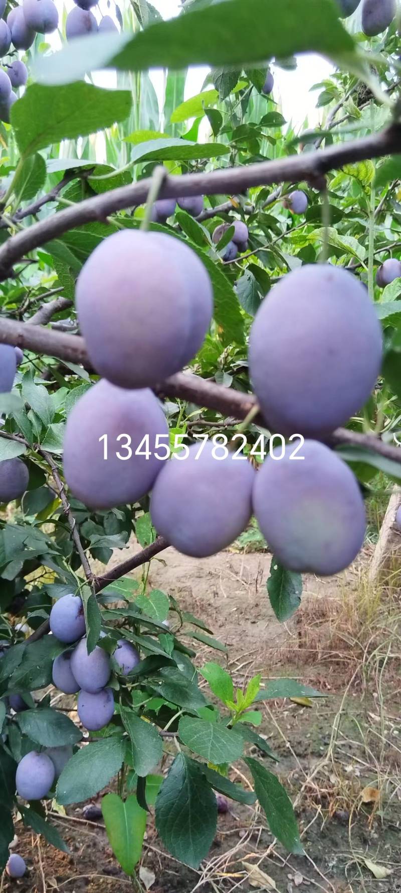 5万斤西梅蓝蜜女神