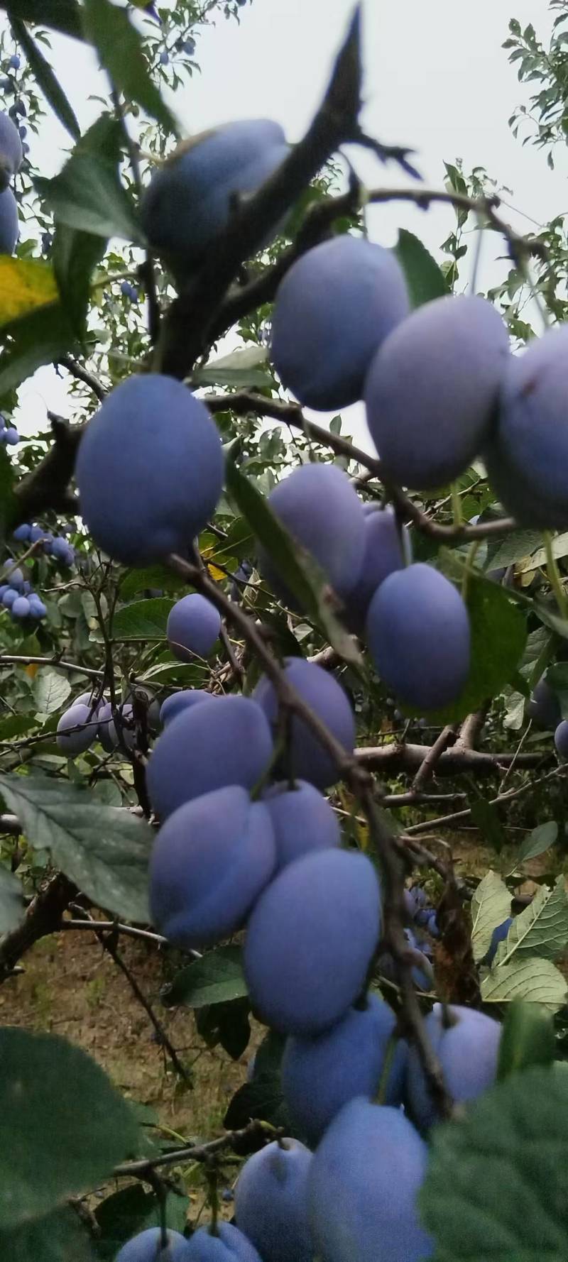 5万斤西梅蓝蜜女神