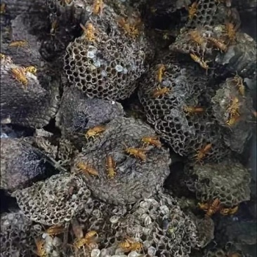 蜂巢