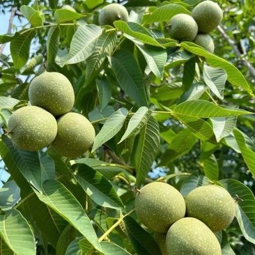核桃