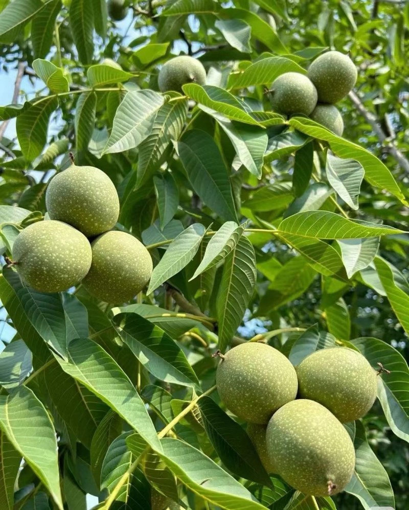 核桃