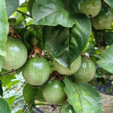 百香果