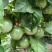 百香果