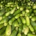 通货地瓜青皮毛节瓜