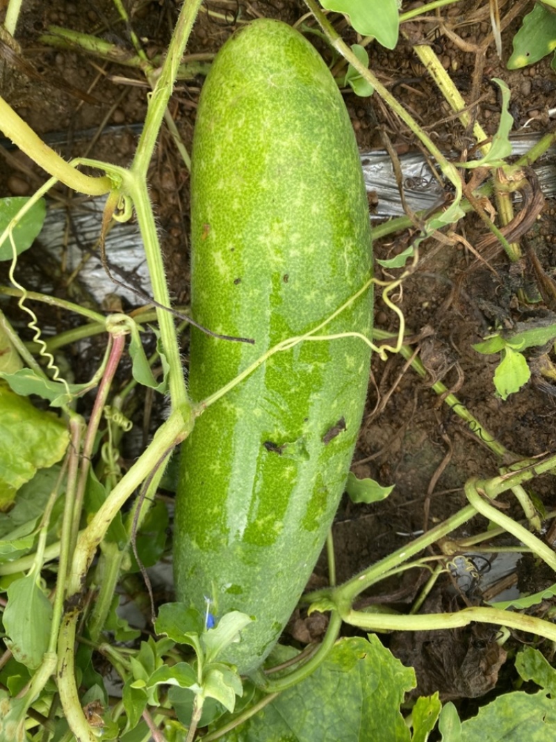 通货地瓜青皮毛节瓜