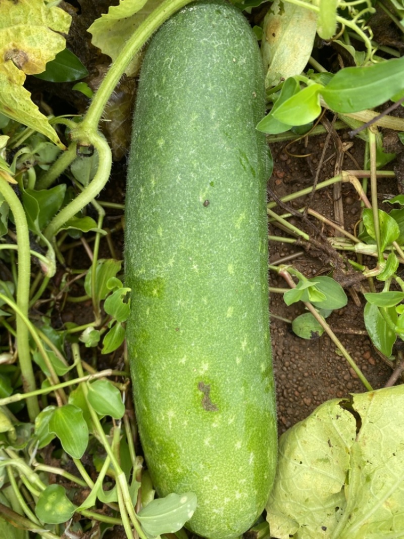 通货地瓜青皮毛节瓜