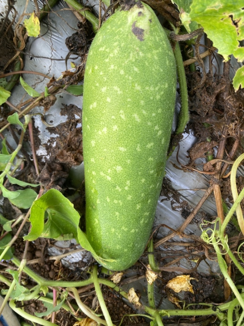 通货地瓜青皮毛节瓜