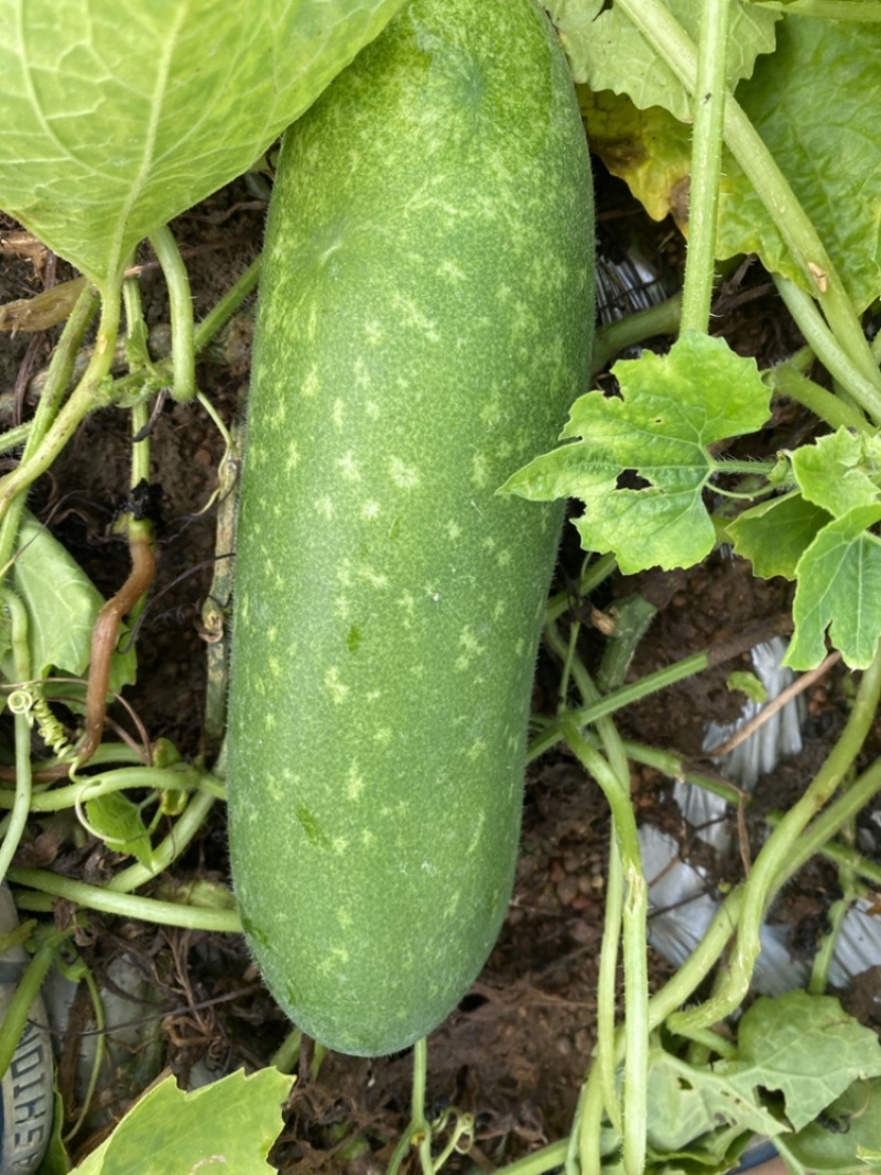通货地瓜青皮毛节瓜