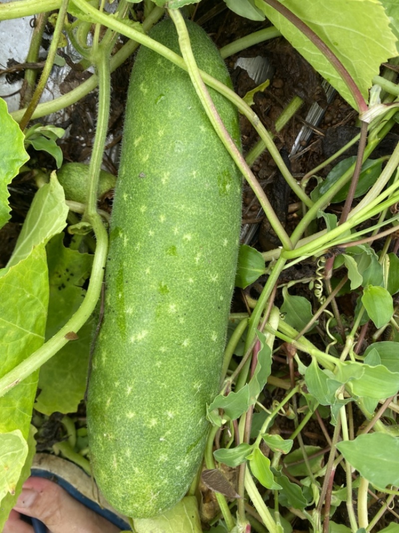 通货地瓜青皮毛节瓜