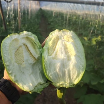 扶沟青茄大量上货