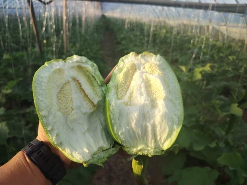 扶沟青茄大量上货